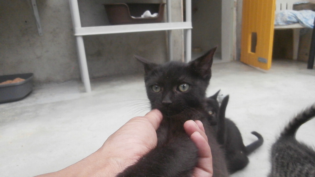 Barbapapa (chaton noir) P7208911