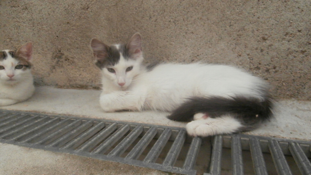 NEWTON (chaton gris et blanc) P7208915
