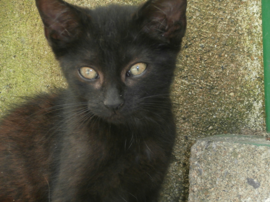 LUIGI (chaton noir) P7308930