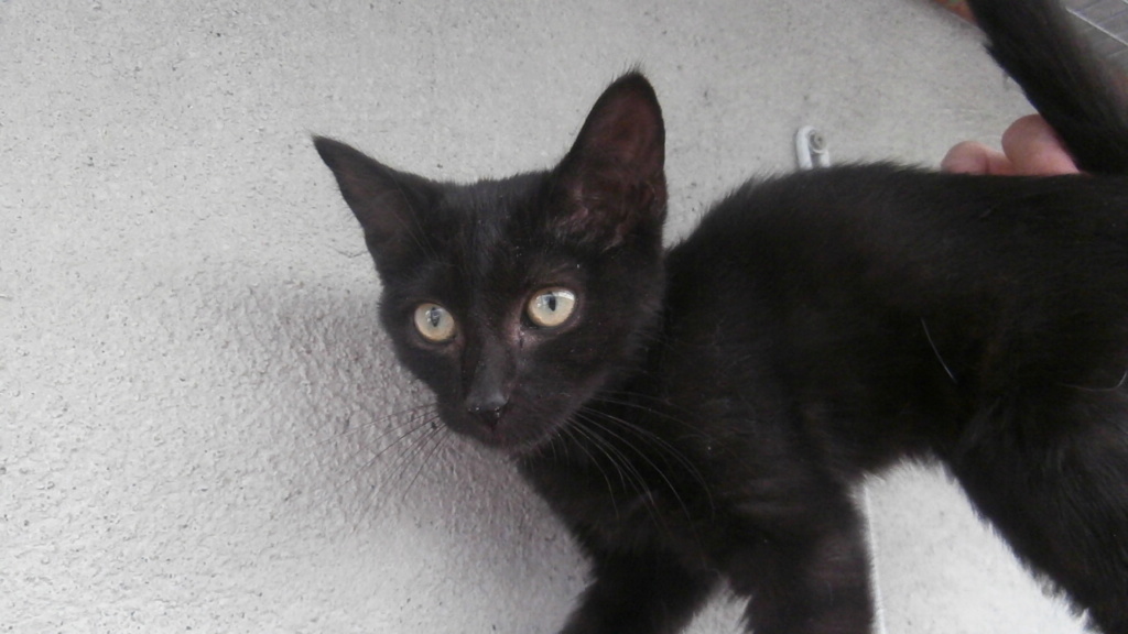 Barbapapa (chaton noir) P8108852