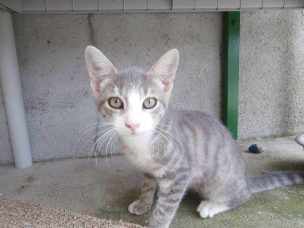 CHARLY (chaton mâle tigré gris et blanc)