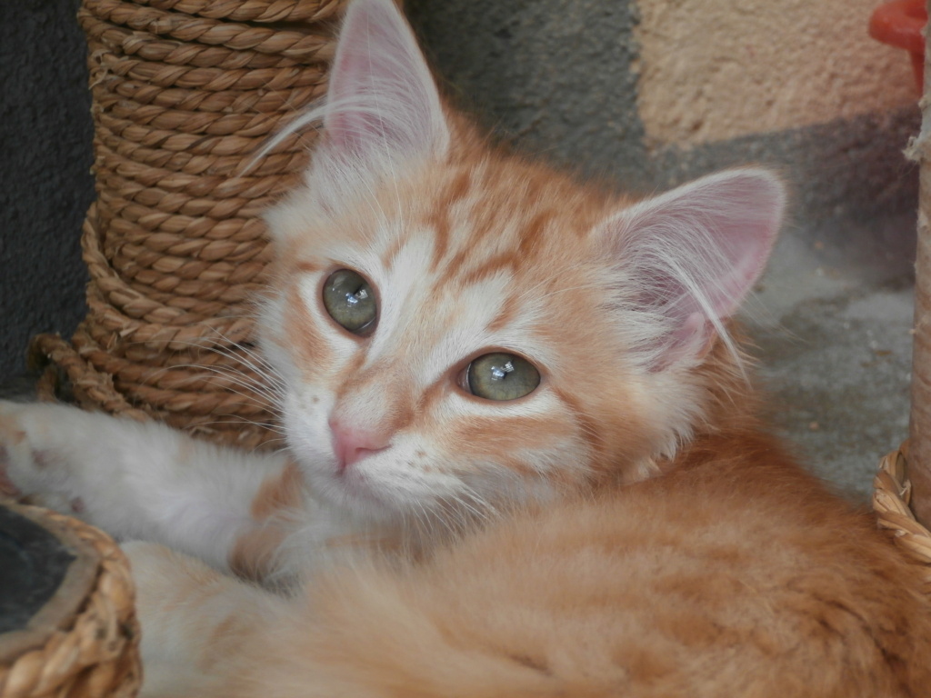 TENNESSEE (chaton roux et blanc angora) reserve P8218820