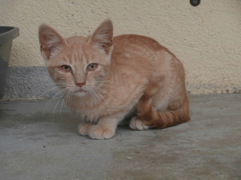 Pépisol (chatons/roux) P8218821