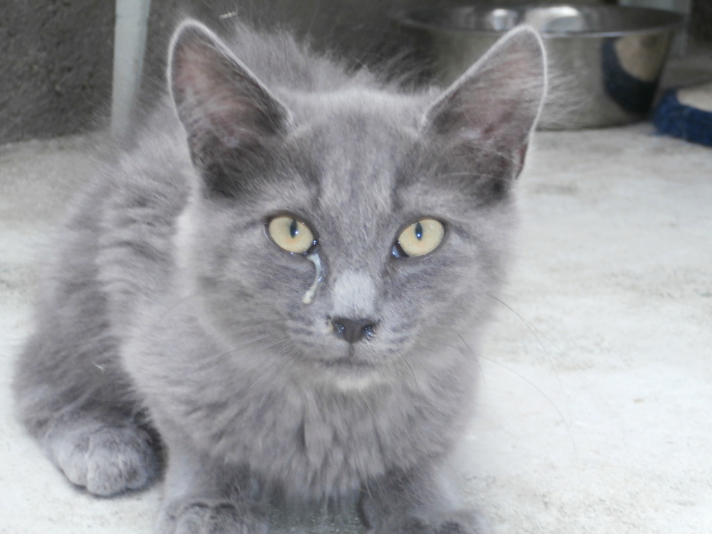 DAN (chaton angora gris chartreux) P8218829