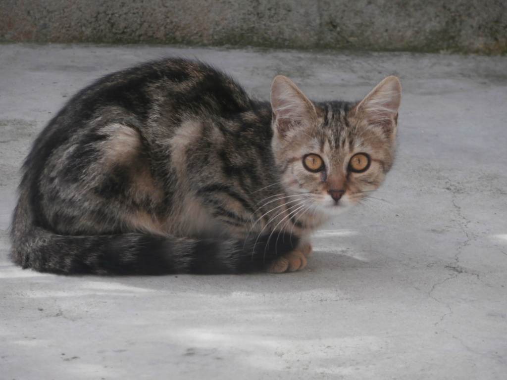QUIPROQUO (chaton tigré) P8248815