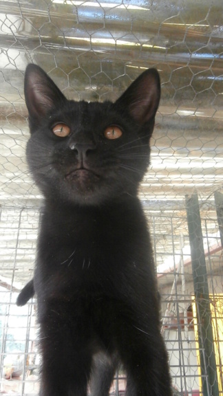 Hibou (chaton noir magnifique!) P9088213