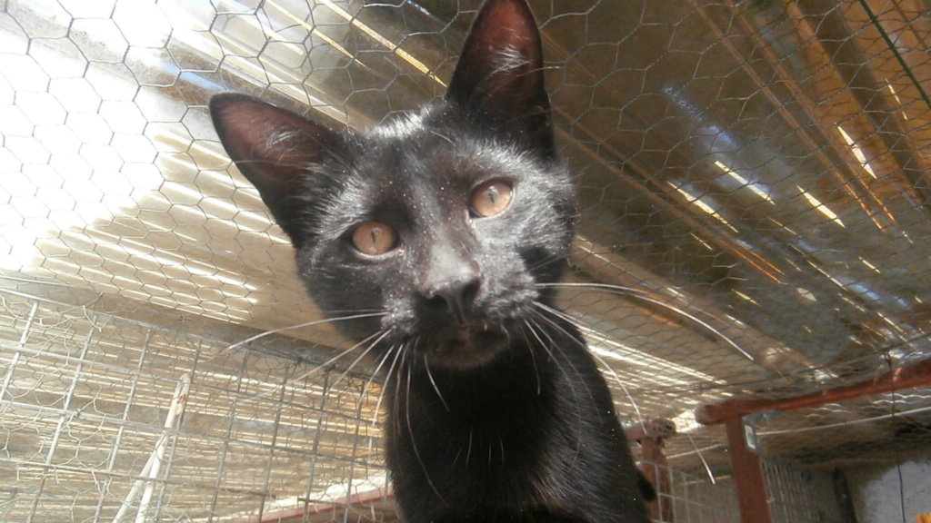 Hibou (chaton noir magnifique!) P9088215