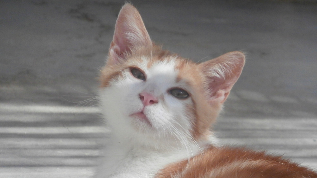 Bandit (chaton roux et blanc) P9088218