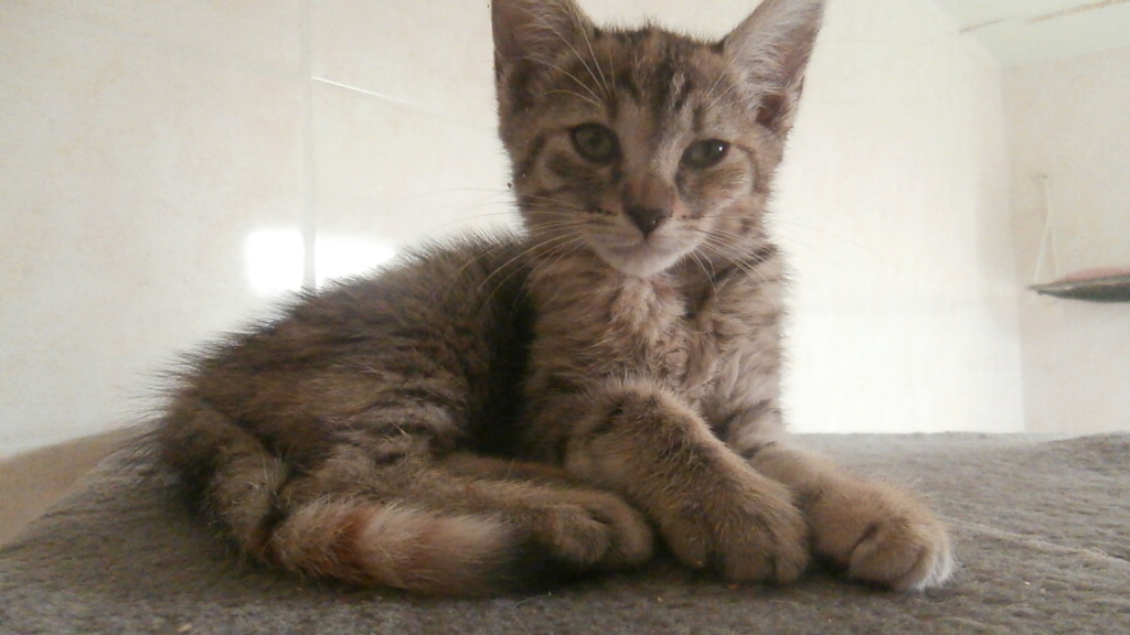 NINI (chatons femelles européennes) P9188824