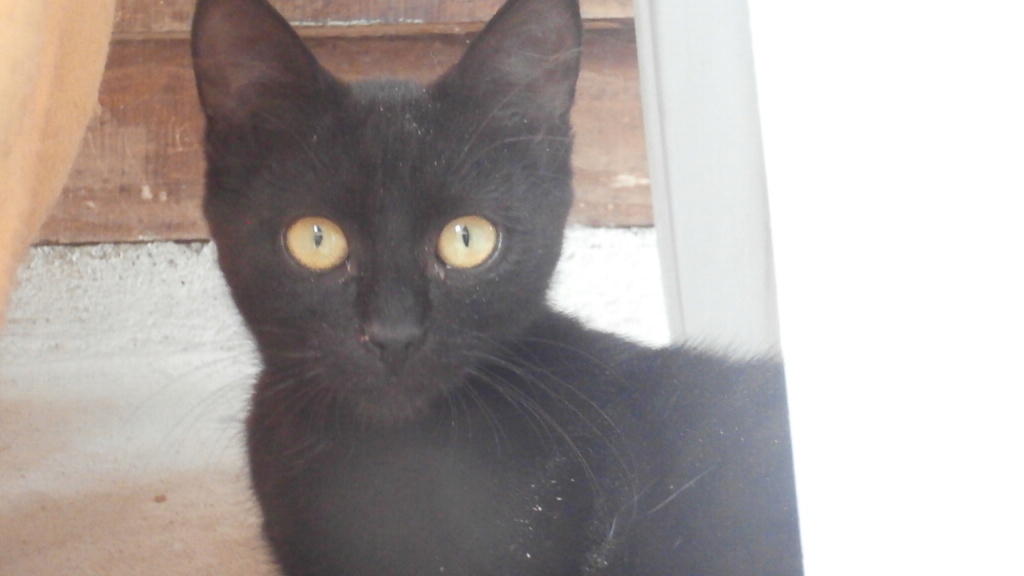 BAYA (chaton femelle noire) P9188940