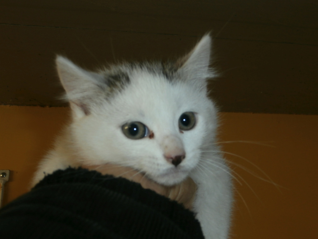 CACHOU (chaton européen blanc) Pa148910
