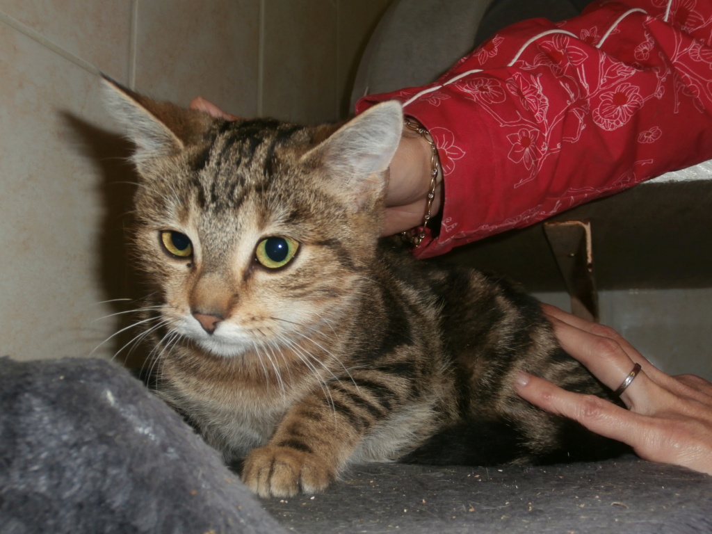 KITTY (femelle chaton tigrée) Pa148931