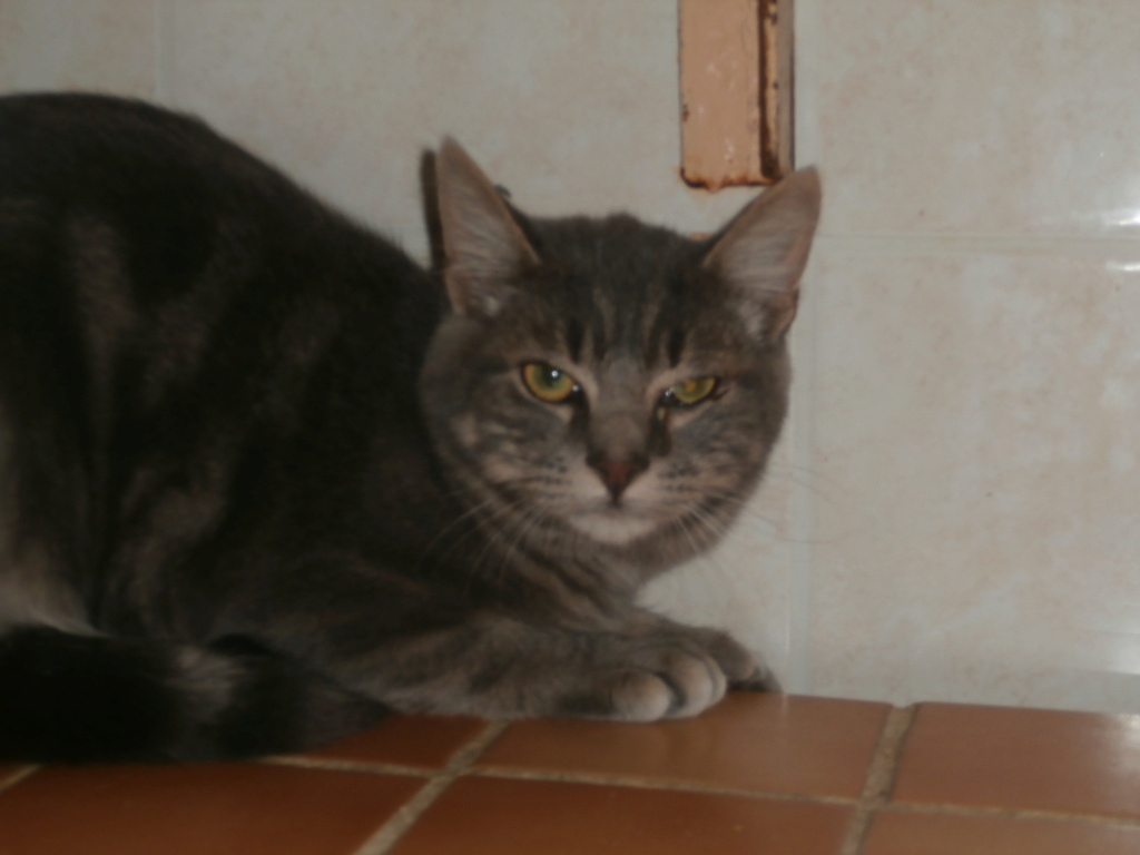 YAOURT (chaton européen tigré et gris) Pa148932