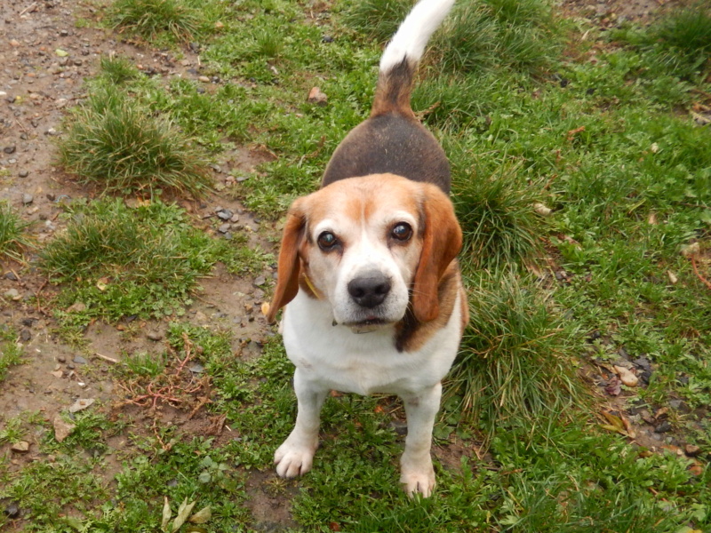 ISIDORE - beagle 10 ans - Sos Animaux à Le Broc (63) Rscn0210