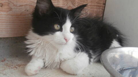 Vic Chaton Angora Noir Et Blanc