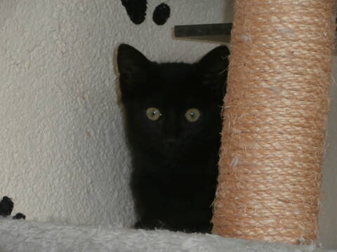 Unic Chaton Femelle Noire