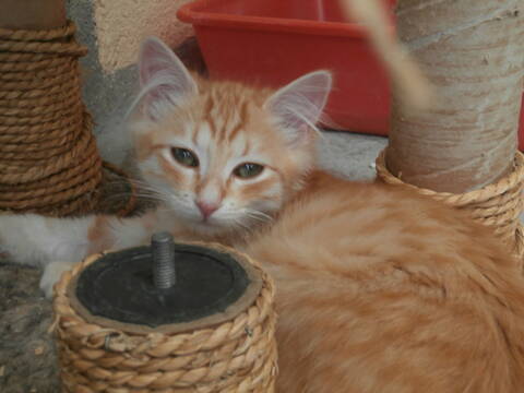 Tennessee Chaton Roux Et Blanc Angora Reserve Tennessee Chaton Roux Et Blanc Angora Reserve