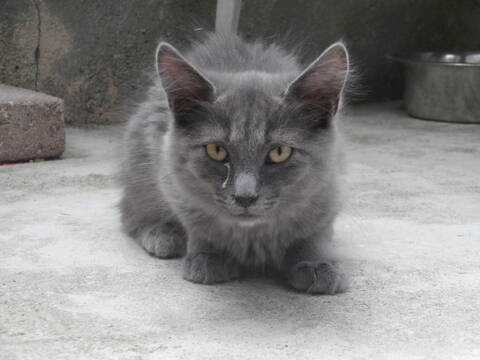 Dan Chaton Angora Gris Chartreux