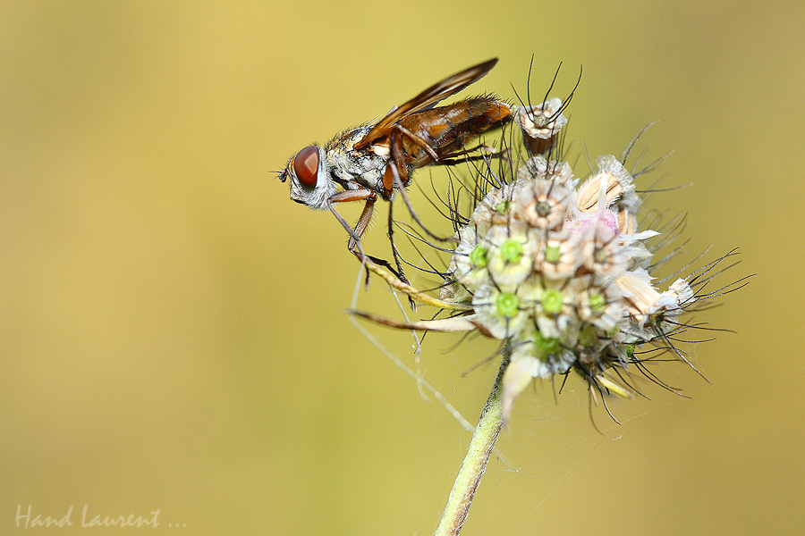 Votre plus belle photo de Macro 2012 5h9c2711