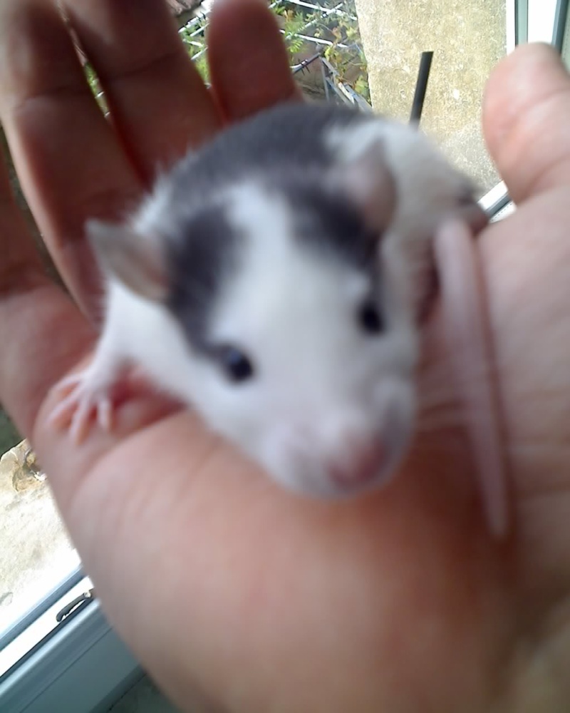 Bébés husky noir et agoutie dans le 54-57 06-09-16