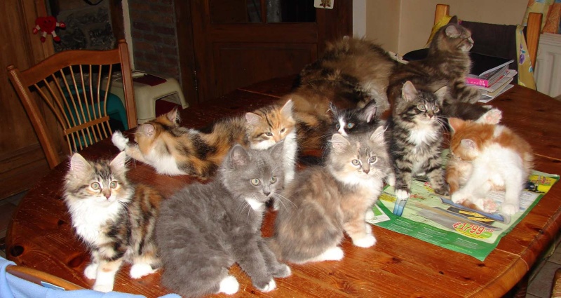 concours photos: le chat en groupe Troupe11