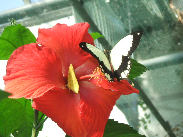 papillons exotiques Dscf0813