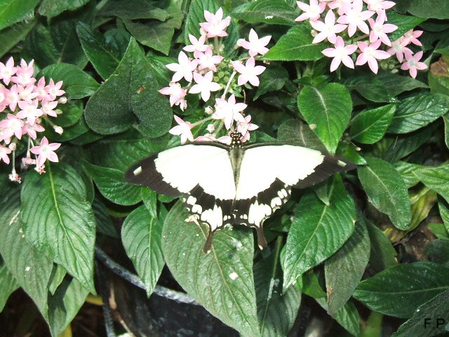 papillons exotiques Papill10