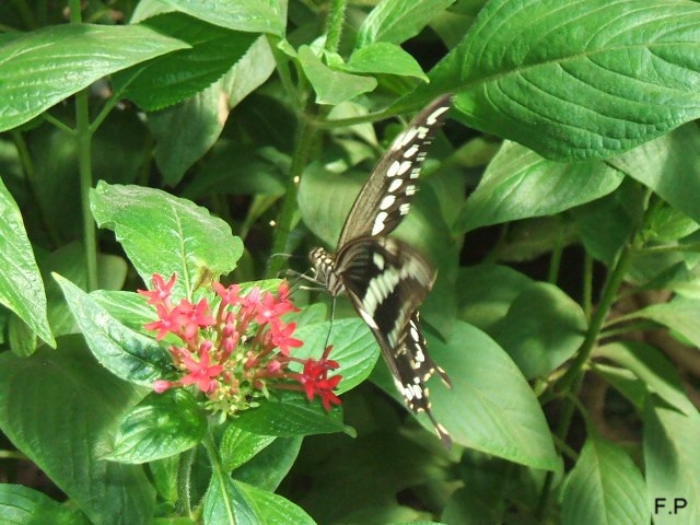 papillons exotiques Papill12