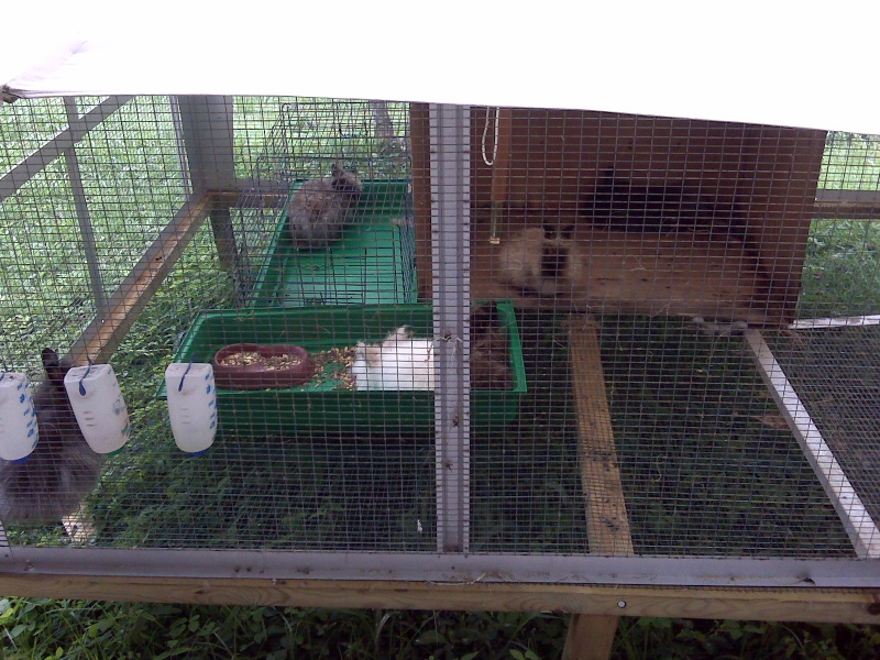 Habitation des lapins : exemples de cages, enclos ... - Page 2 Img00011