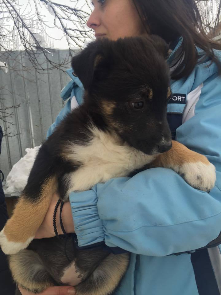 ZINA - femelle croisée de taille moyenne, née octobre 2016 (Carmina Bucarest) - adoptée par Aline (56) 16344311