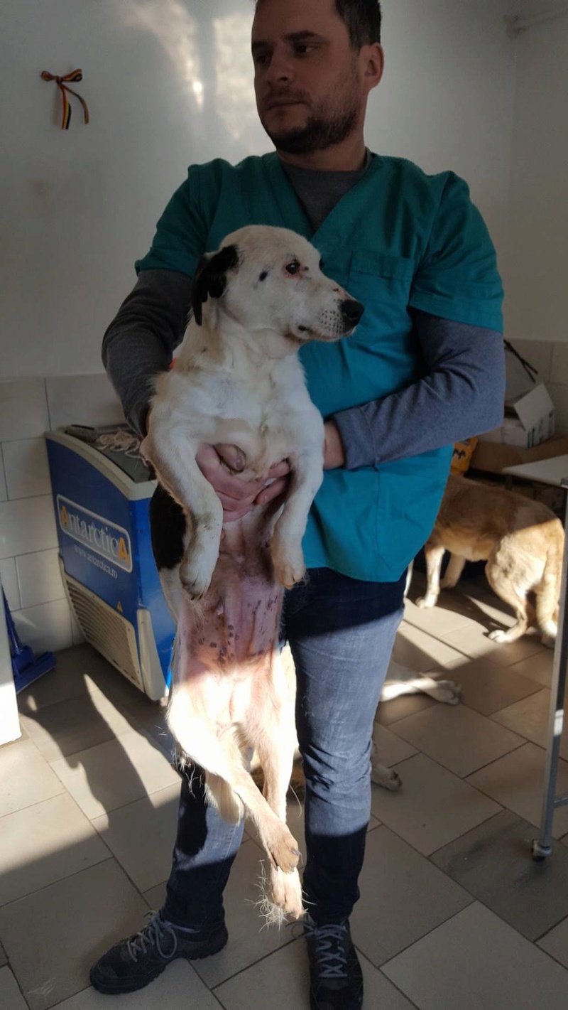 MILKA - femelle croisée de taille moyenne, née environ en 2011 - (Pascani) REMEMBER ME LAND ADOPTEE PAR Delphine (27) 16389311
