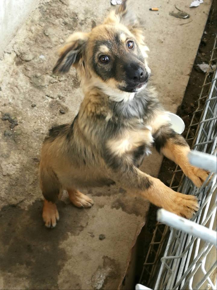 LARGO - (ex AMORE) - chien mâle croisé de taille moyenne, né environ mai 2016 - REFUGE ALINA ET ANDA. Adopté par Sylvie (depart77) Amore110