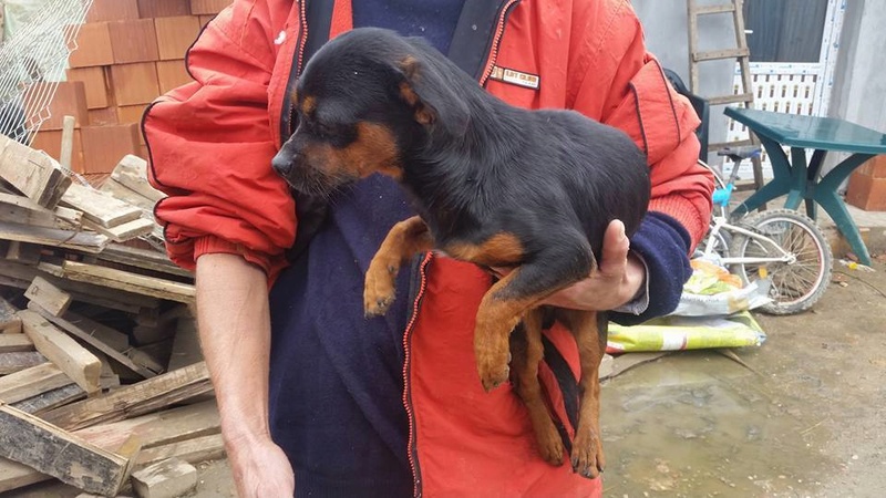PEPITO - chien croisé de petite taille, né 10 octobre 2015 - REFUGE ALINA ET ANDA. Adopté par Sylvie (depart77) Pepito12