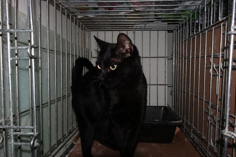 SERENA (Gato Nero) - chat femelle née en juin 2016 - CARMINA BUCAREST.  Réservée adoption via une autre asso Serena15
