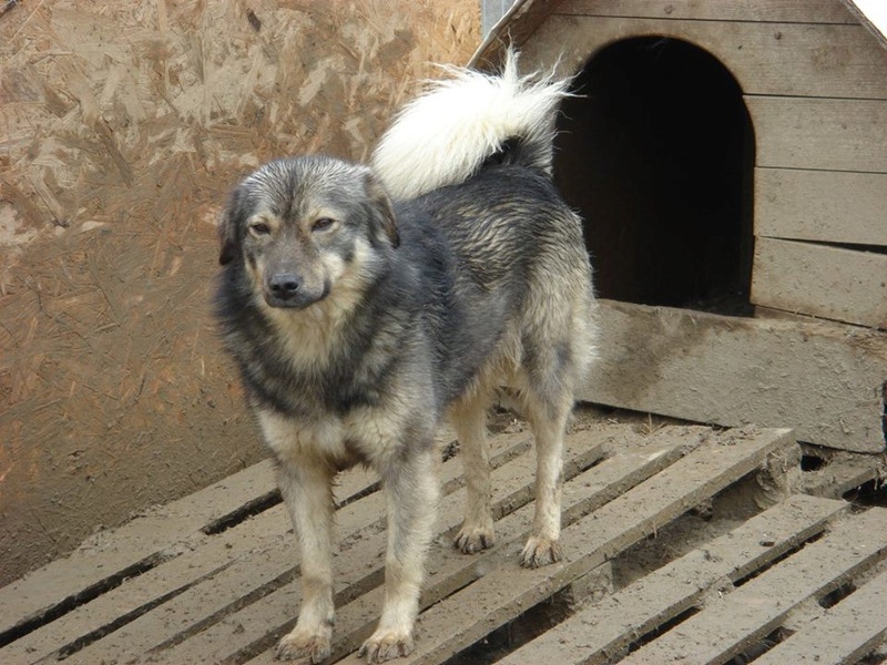 URANUS - chien mâle croisé, couleur loup, de taille moyenne, né le 25 février 2013 - REFUGE ANDA ET ALINA - Adopté par Maeva (dpt79) Ura110