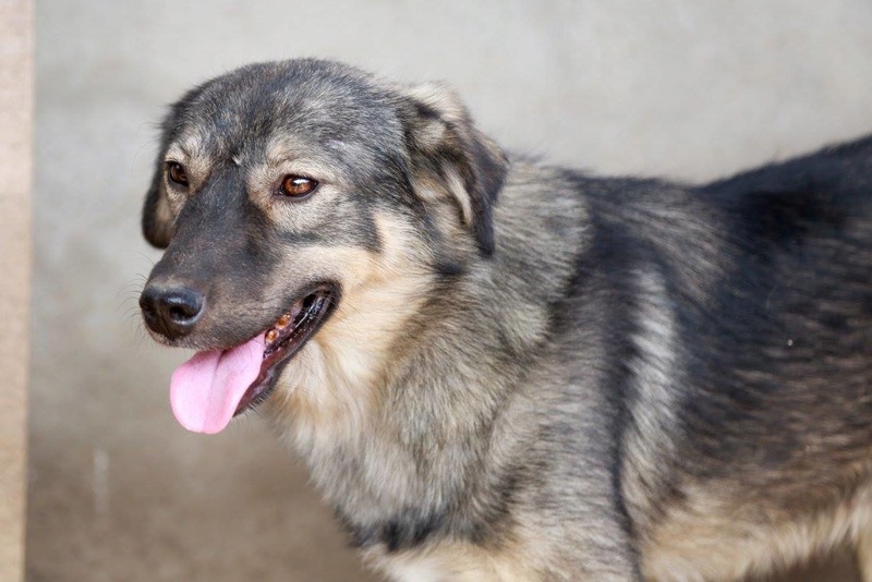 URANUS - chien mâle croisé, couleur loup, de taille moyenne, né le 25 février 2013 - REFUGE ANDA ET ALINA - Adopté par Maeva (dpt79) Ura510