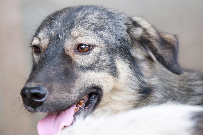 URANUS - chien mâle croisé, couleur loup, de taille moyenne, né le 25 février 2013 - REFUGE ANDA ET ALINA - Adopté par Maeva (dpt79) Ura610