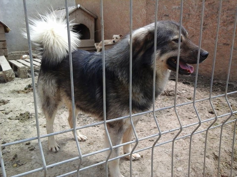 URANUS - chien mâle croisé, couleur loup, de taille moyenne, né le 25 février 2013 - REFUGE ANDA ET ALINA - Adopté par Maeva (dpt79) Ura810