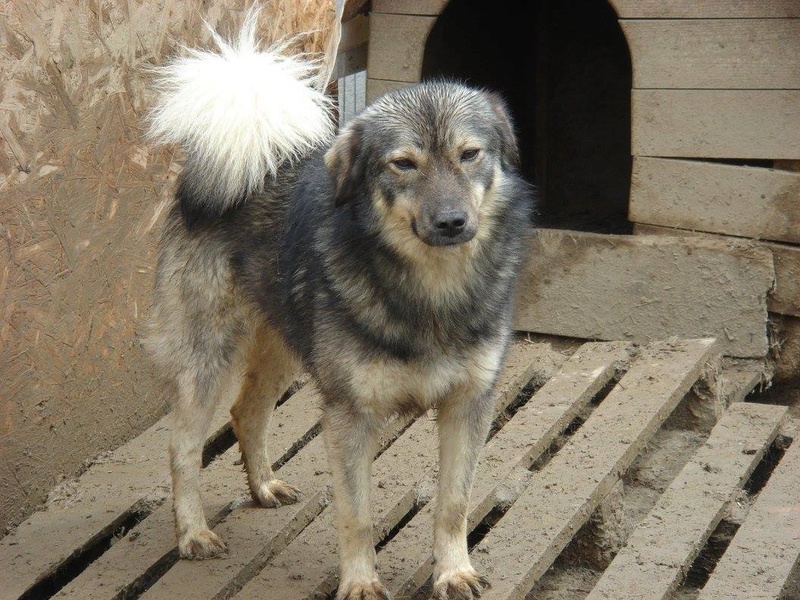 URANUS - chien mâle croisé, couleur loup, de taille moyenne, né le 25 février 2013 - REFUGE ANDA ET ALINA - Adopté par Maeva (dpt79) Uranus12