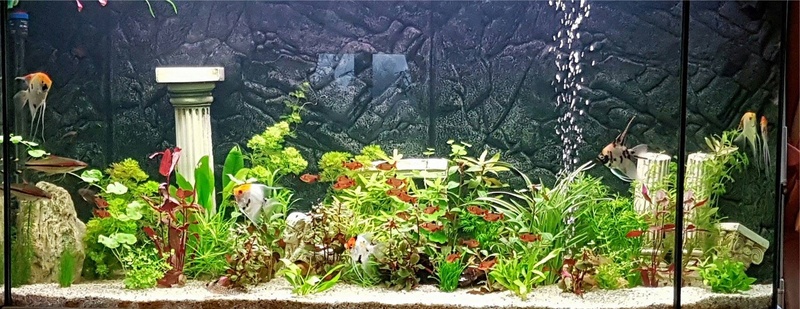 Mon 400 l Aquari10