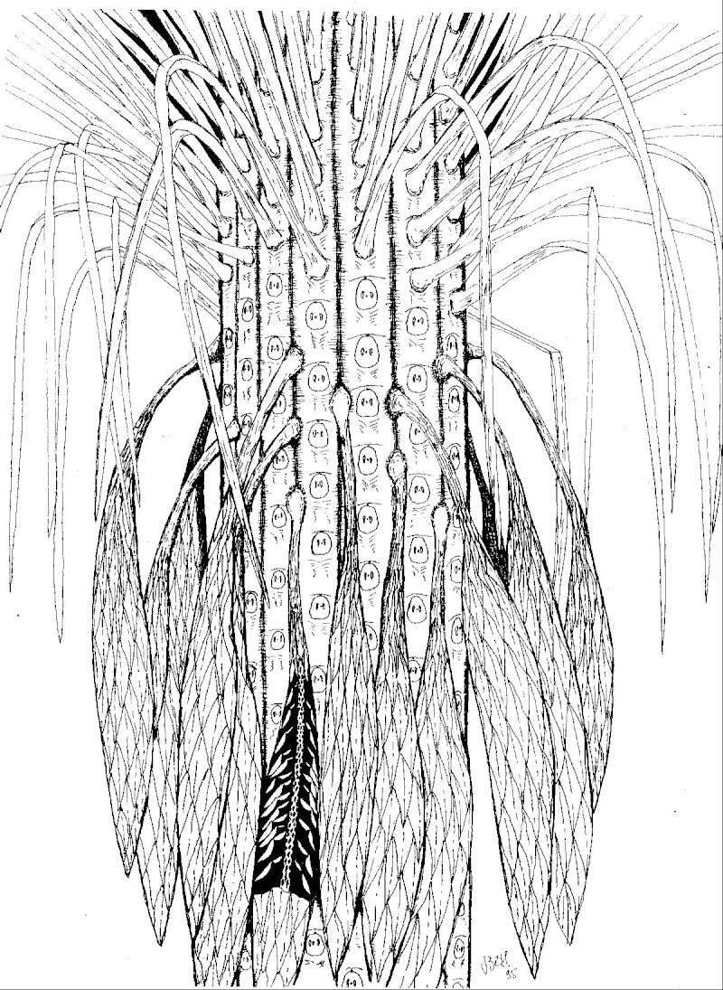 Sigillaria Brongniart ,1822. Syringodendron Sternberg,1820. - Page 4 Sigill12