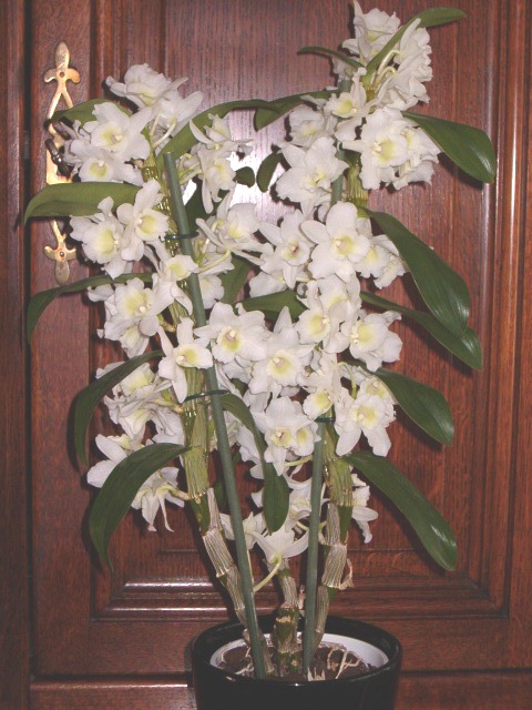 Orchidée bambou. Ochida10