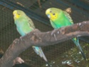 Foto Burung Parkit Parkit10