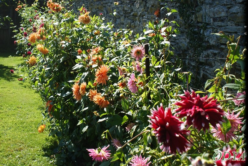 JARDIN-POTAGER CHATEAU de MONTRIOU (49) 2010_051