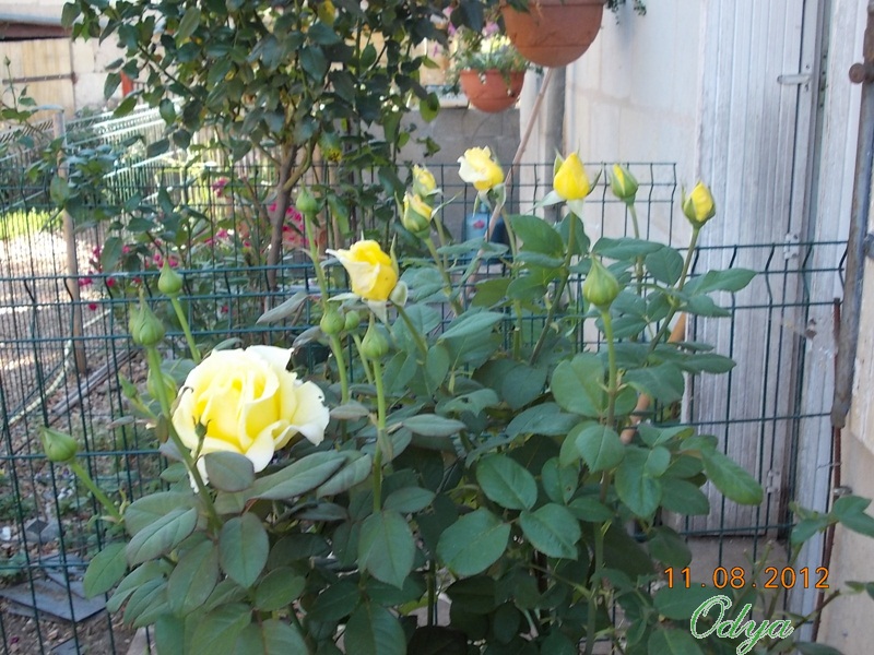 Roses de nos jardins - Page 16 2012_a33