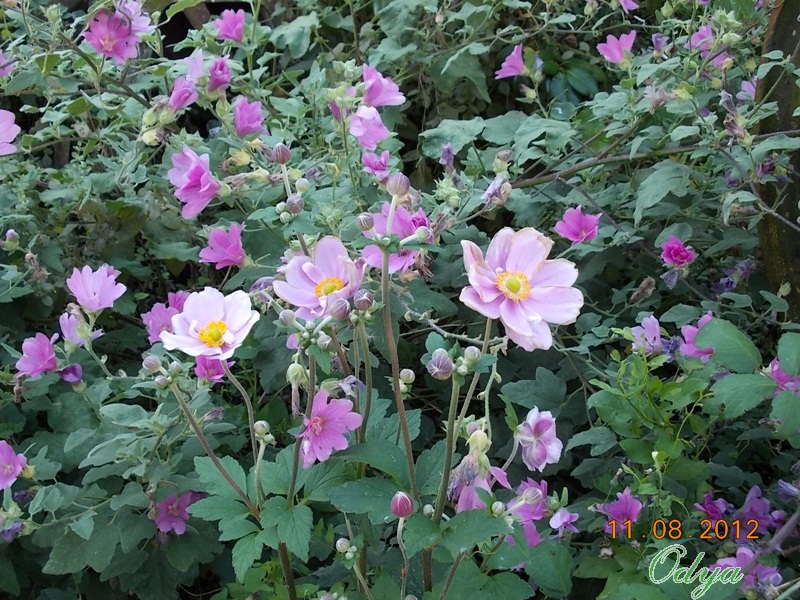 anemones du japon  - Page 2 2012_a38