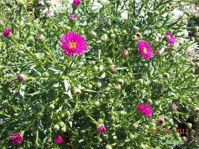 Aster d'automne - Page 2 2012_a63