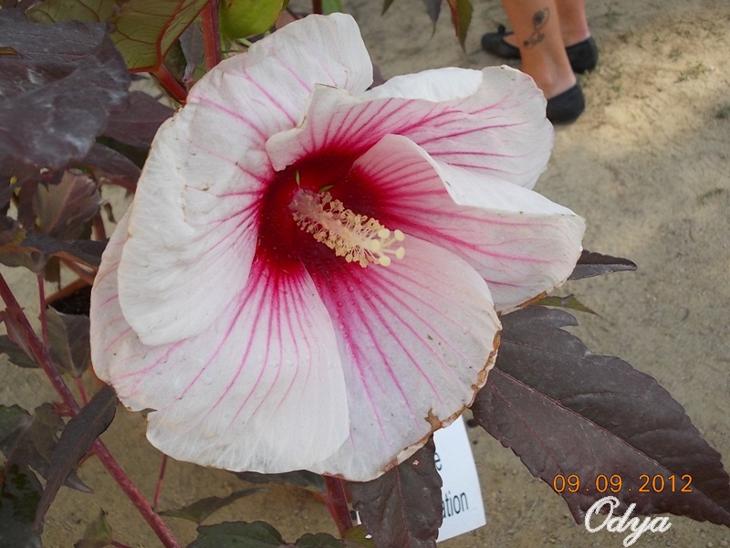 Hibiscus - Page 3 2012_b11