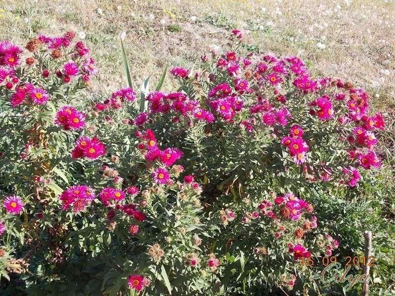 Aster d'automne - Page 6 2012_j22