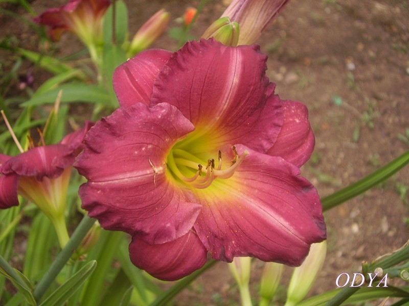 Hemerocallis Copie_58